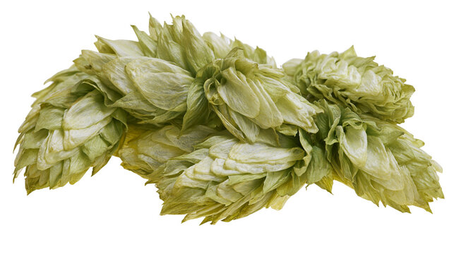 Green hop cones cluster, dried plant material for brewing