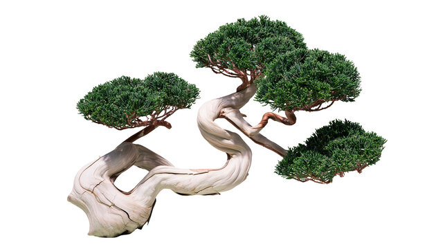 Twisted Juniper Bonsai Tree with Green Foliage