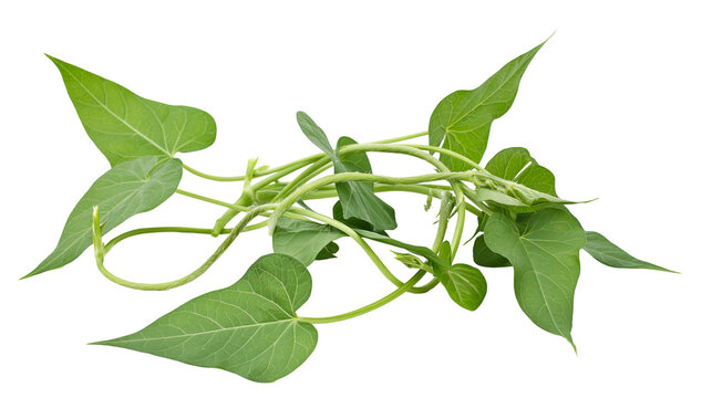 Green sweet potato vine leaves and stems