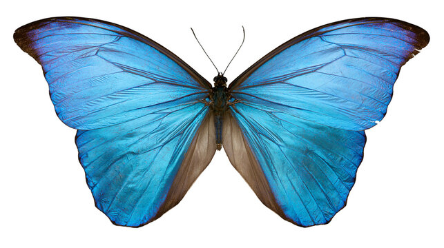 Blue Morpho Butterfly with iridescent wings