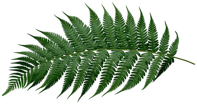Green fern frond with serrated edges and pointed leaflets