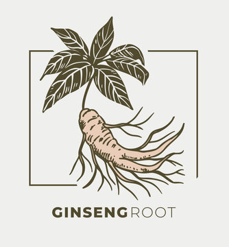 Ginseng root, hand drawn vector illustration