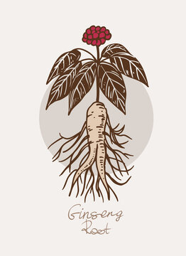 Ginseng root, hand drawn vector illustration