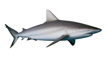 Fototapeta premium Grey reef shark swimming side view, white
