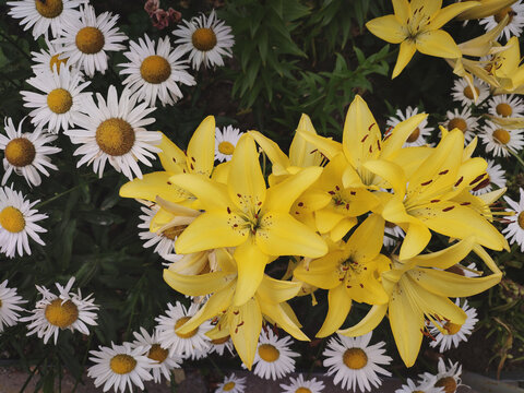 Hemerocallis, Stella de Oro, Hyperion, Corky and garden daisies top view