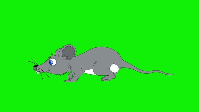Animated cartoon grey mouse walking in a continuous seamless loop on a chroma key green screen background