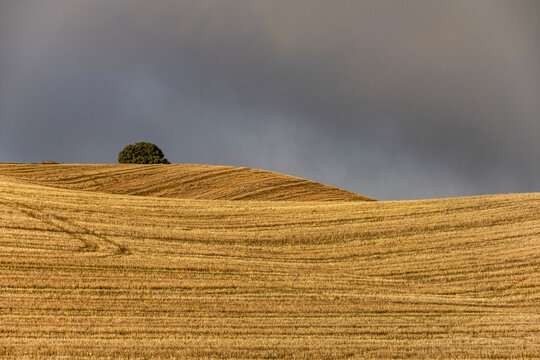 Rolling agricultural hills with crop patterns in Granada Spain
