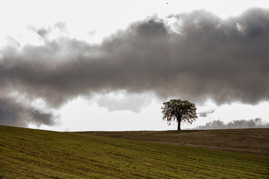 Solitary tree among rolling farmland in Montes Orientales Granada Spain