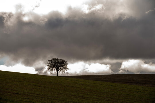 Solitary tree among rolling farmland in Montes Orientales Granada Spain