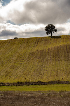 Solitary tree among rolling farmland in Montes Orientales Granada Spain