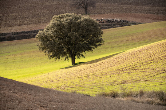 Solitary tree among rolling farmland in Montes Orientales Granada Spain