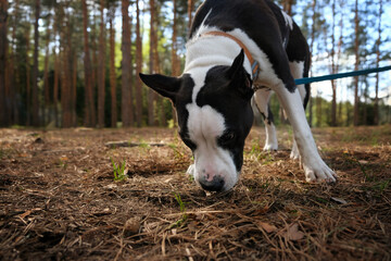 Obraz premium Beautiful portrait of staffordshire bull terrier on walk in forest close up, abstract natural background. Black-white american staffordshire terrier, amstaff, pure breed female dog in nature.