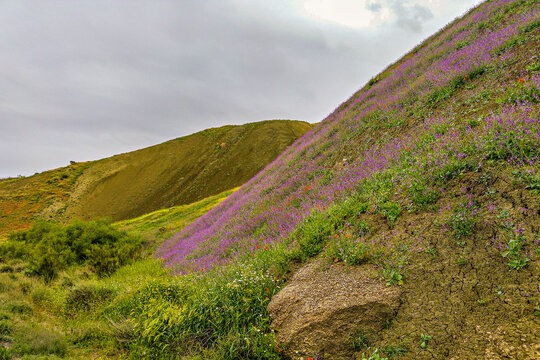 Moricandia moricandioides spring bloom in Fardes River Valley Spain