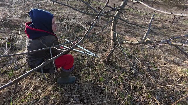 Person pruning fruit tree branches with hedge shears against bright blue sky, likely in autumn, winter or spring. Garden health care. Gardening work. Man trimming trees in orchard. Pollarding work. 4K