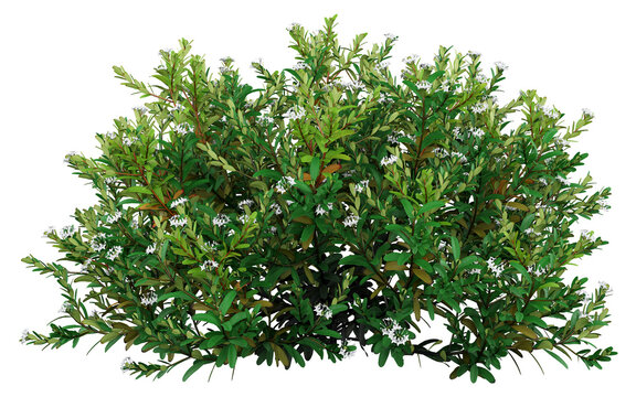 Rhaphiolepis indica Isolated PNG, Dense White Flowering Shrub, Transparent Background
