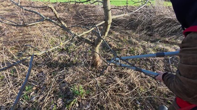 Person pruning fruit tree branches with hedge shears against bright blue sky, likely in autumn, winter or spring. Garden health care. Gardening work. Man trimming trees in orchard. Pollarding work.