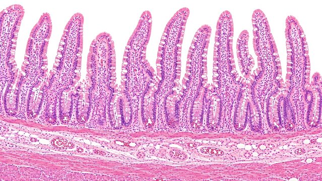 Healthy Small Intestine Histology H&E Stained Microscopy Tissue Section on White Background
