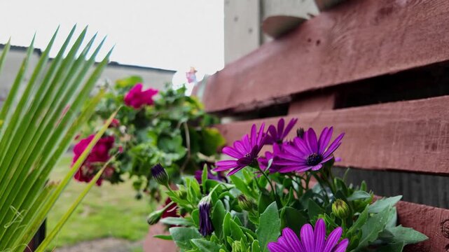 Close-up of blooming purple osteospermum flowers with distinct petals, placed in a balcony box next to a wooden wall, with blurred pink geraniums and green leaves in the background, daylight.