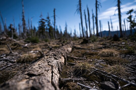 Global warming creating dead forest landscape and deforestation