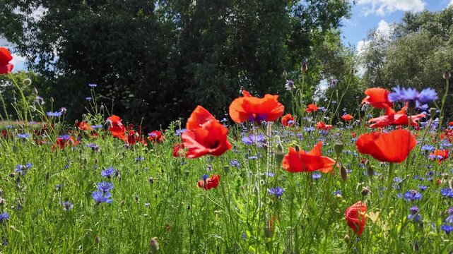 Summer wildflower meadow with blooming red poppies and blue cornflowers, green grass, lush trees in the background, bright sky, ground-level shot, sunny, warm daylight.