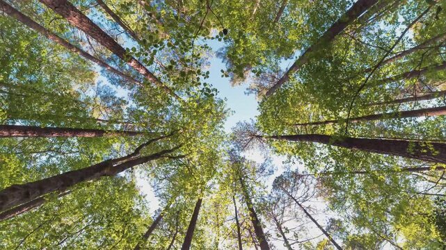 Forest Canopy Timelapse Looking Upward Toward Blue Sky in 4k Sunlight Featuring Tall Coniferous Trees Swaying Gently During a Calm Day in the Vibrant Green East Coast Usa