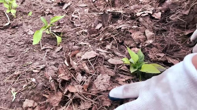 Close-up of plants, soil, and human hands engaged in agriculture. Organic inputs for growth, resilience, and crop quality.