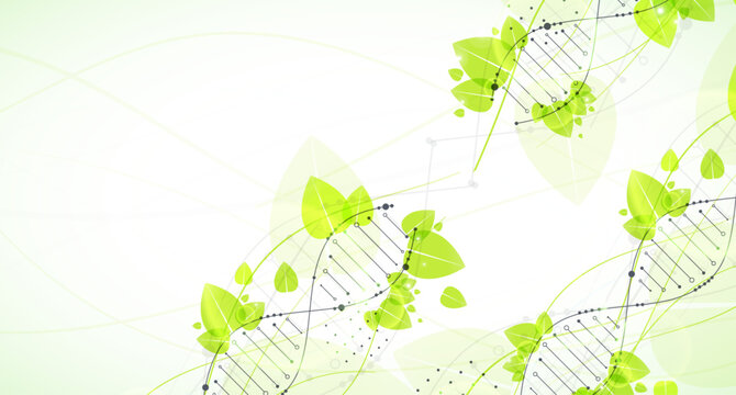 Abstract green eco DNA helix with digital plexus network and organic leaves. Vector illustration