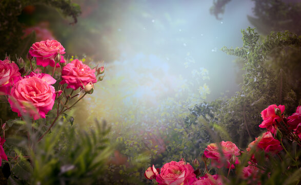 Fantasy rose flowers in magical blooming garden in fairy tale forest, fairytale glade wallpaper background, amazing magic foggy wood, tranquil misty landscape scene with empty copy space.