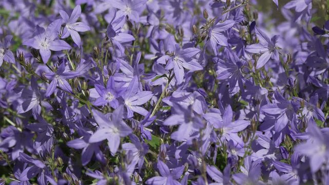 Flowers plants nature beautiful purple campanula flowers blooming in a sunny garden providing a peaceful botanical background for various projects