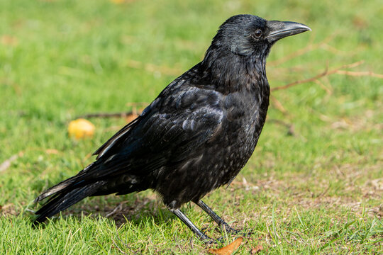 raven on the grass