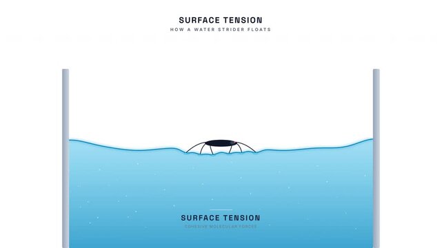 Surface Tension Water Strider Animation &mdash; Meniscus Cohesion Forces Chemistry Loop