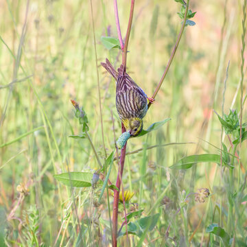 European serin, Serinus serinus, the bird is hanging upside down from a stem, nibbling and eating seeds of a grass seed head, Albufereta, Mallorca, Spain  