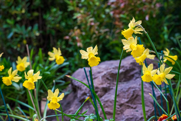 Fototapeta premium Banner Yellow Daffodils flower blossom botanical garden beautiful petal floral green park. Yellow blooming amazing landscape spring garden. Summer spring blossom Daffodils easter flower garden bloom