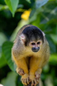 Squirrel Monkey Perched on Branch Looking Down