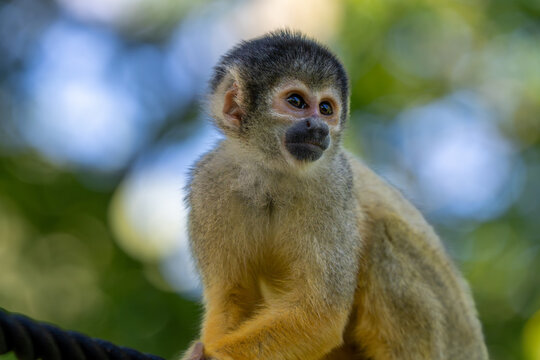 Squirrel Monkey Sitting on Rope with Bokeh Background