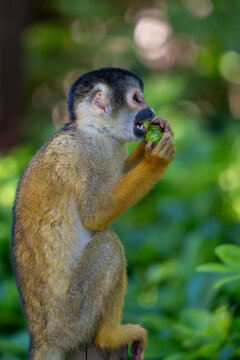 Squirrel Monkey Eating Green Fruit in Rainforest