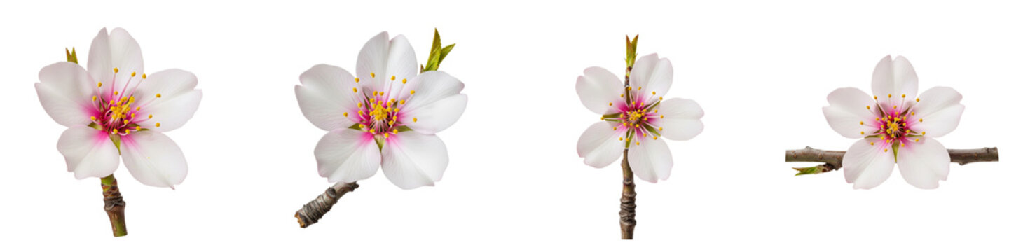Four isolated almond blossoms on branches against a black background