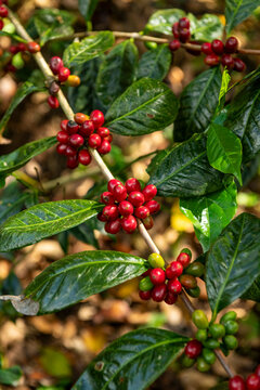 Coffee cherries are ripening on a branch at a Geisha coffee farm in Boquete, Chiriqu&iacute;, Panama, showcasing the red and green berries ready for harvest - stock photo