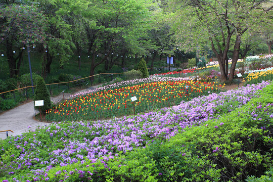 철쭉,튤립,꽃밭,산책로,연희숲속쉼터,안산,연희동,서대문구,서울