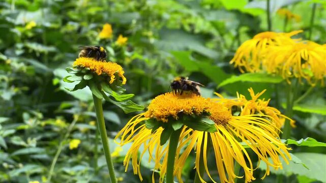 Two bumblebees collecting nectar on yellow wildflowers in green summer garden close up