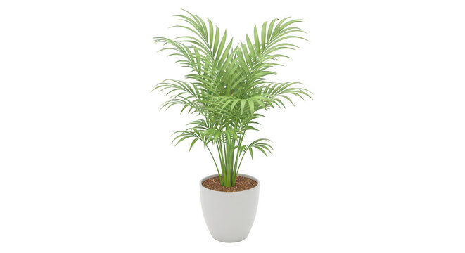 Lush green fern plant in a modern ceramic pot