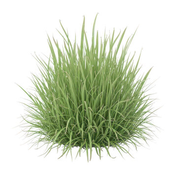 Lush green grass cluster with sharp blades