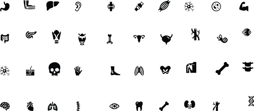 .Anatomy solid icons set. Anatomical illustrations of human body organs and systems, 40 solid editable stock icons representing the brain, heart, lungs, kidney and more medical icons vector. Human Ana