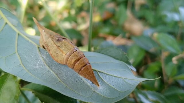 Close up view of light brown oleander hawk moth pupa with black details