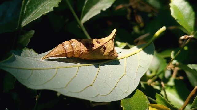 Daphnis nerii pupa in light brown color with black spots and dark stripe