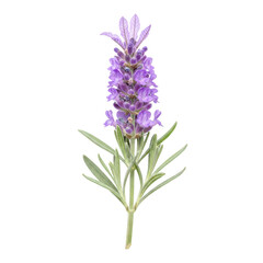 Fototapeta premium Vibrant purple wildflower with elongated petals