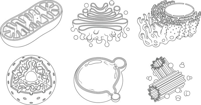 Set of detailed cell organelle icons including nucleus, mitochondria, endoplasmic reticulum, Golgi apparatus, and centrioles.
