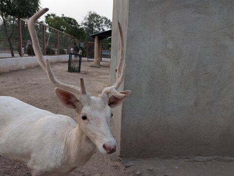 White Stag Male Albino Deer with Large Antlers Looking Towards Camera