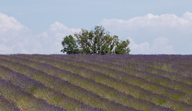 Fragrant Purple Blooming Lavender Growing in Fields on the Valensole Plateau, Provence, France