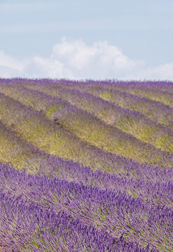 Fragrant Purple Blooming Lavender Growing in Fields on the Valensole Plateau, Provence, France